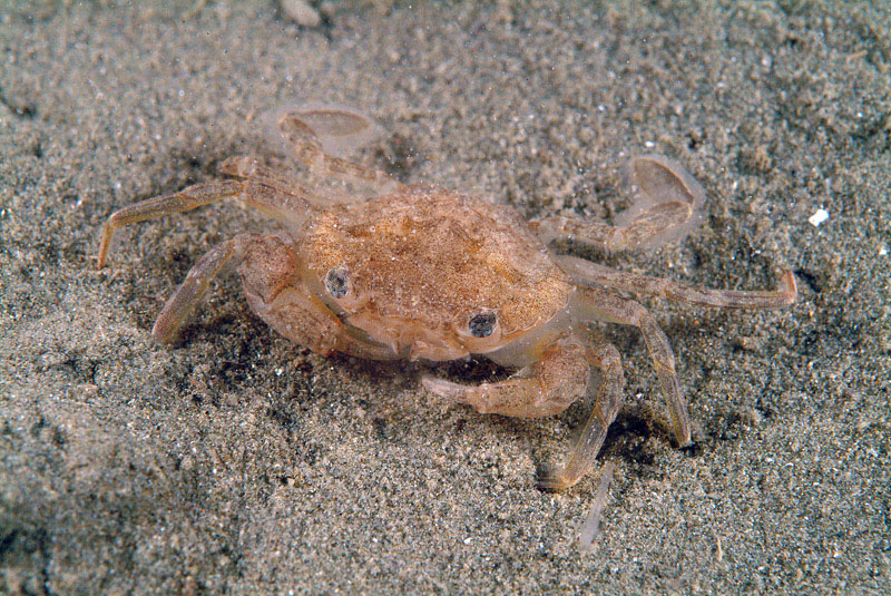 Liocarcinus sp.